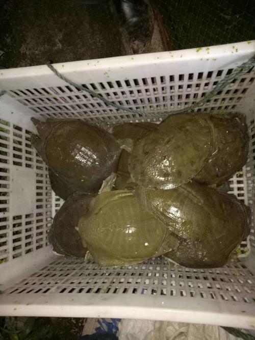 黄锦记渔业